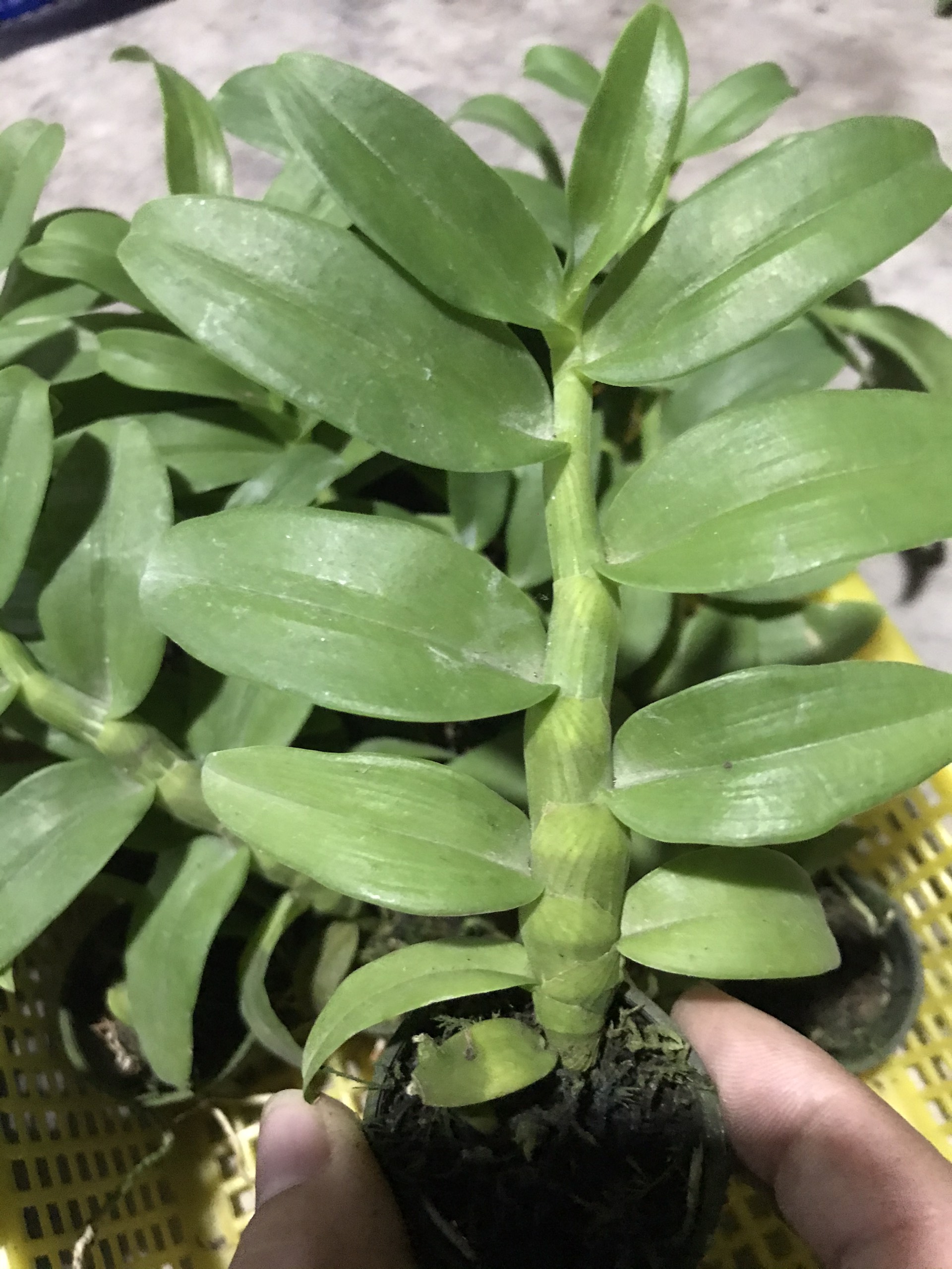 PHI ĐIỆP GIEO HẠT CÂY GIỐNG NHIỀU LOẠI