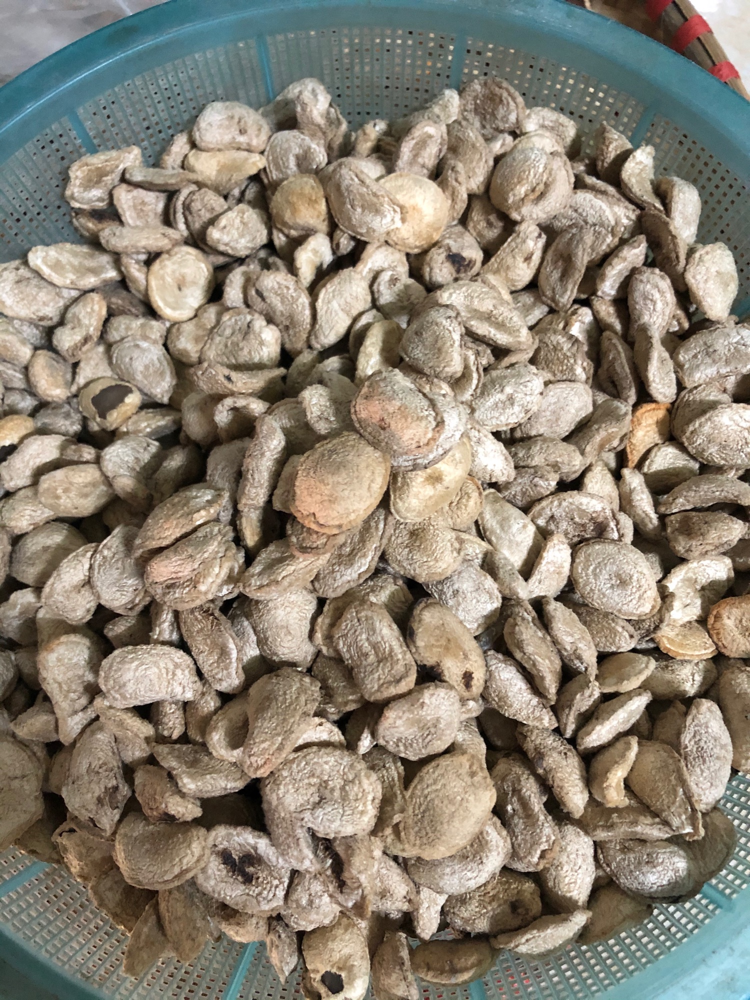 Hạt sang ( sành) rừng lõi trắng 150k/5 hạt