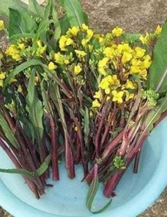 "Gói 5Gr Hạt " Hạt giống rau cải ngồng đỏ