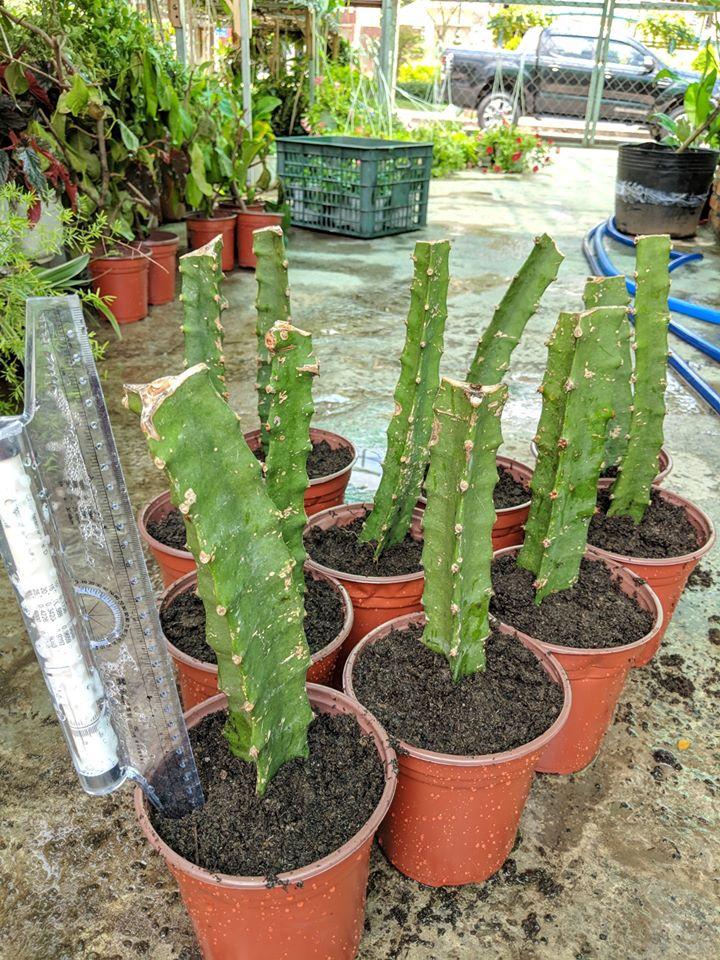 Cây Giống Thanh Long Vàng Ecuador