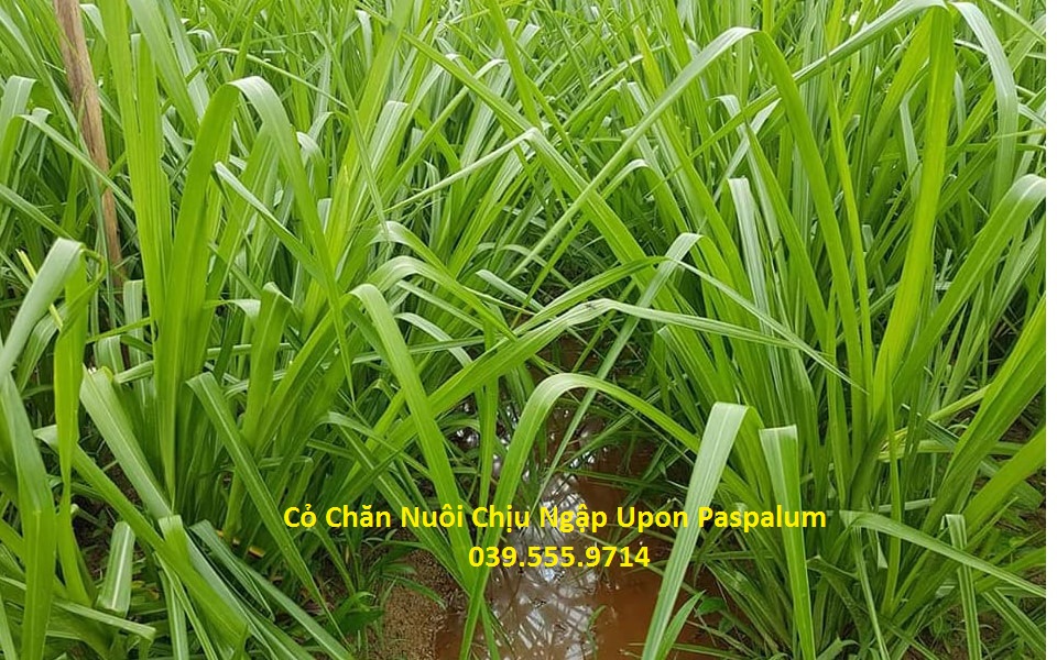 Hạt Cỏ Chăn Nuôi Chịu Ngập Upon Paspalum 200gam