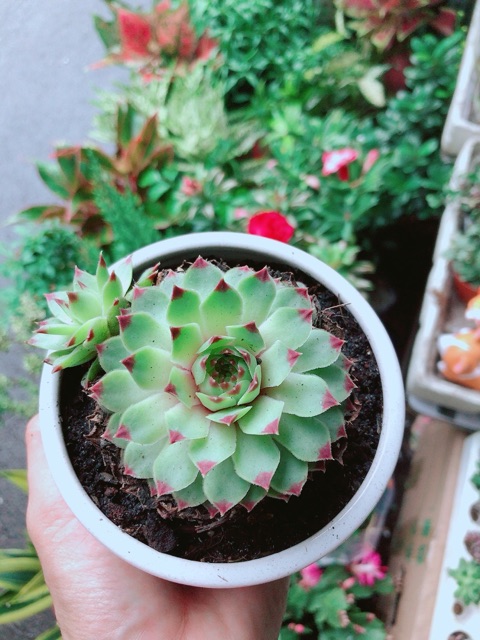 Chậu Sen Đá Phật Bà Đồng Giá 60k/chậu (được chọn mẫu)