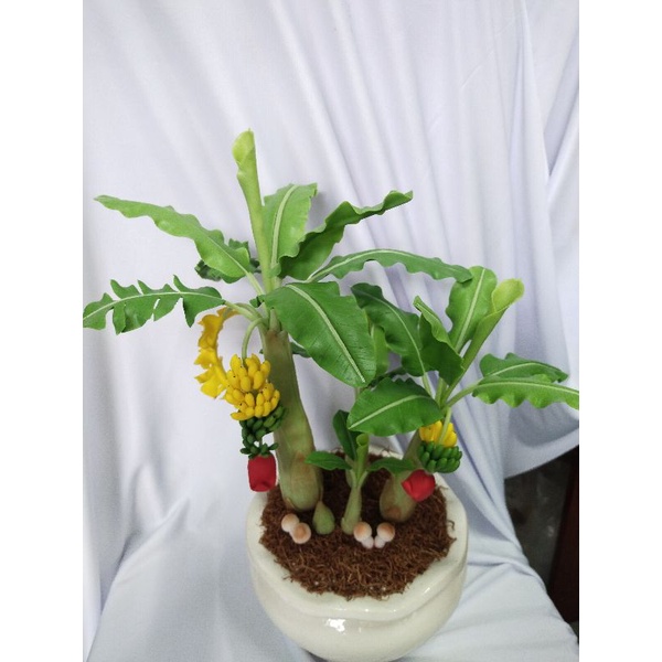 Chậu chuối đất sét 2 buồng