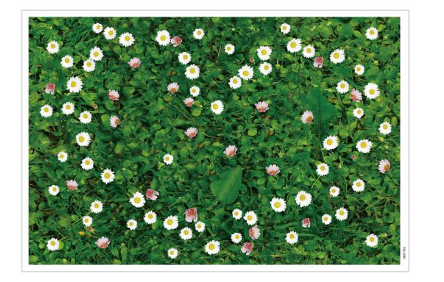 [HCM]Decal trang trí tường - Thảm Cỏ hoa cúc dại