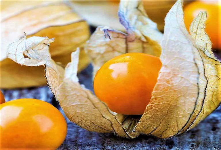 Cây Tầm Bóp khô 500g GT316