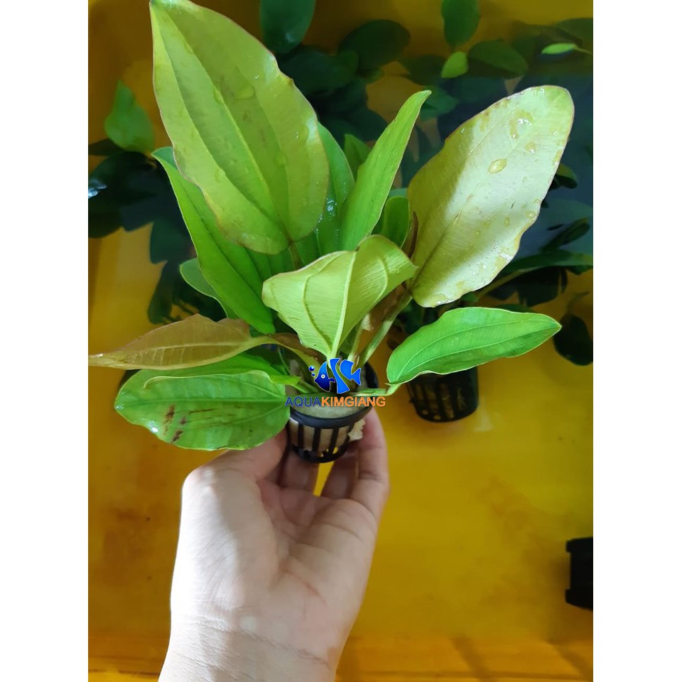 Giỏ cây thủy sinh trầu bà