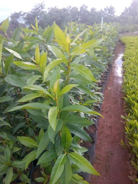combo 2 Cây Vối - chiều cao 80-90cm