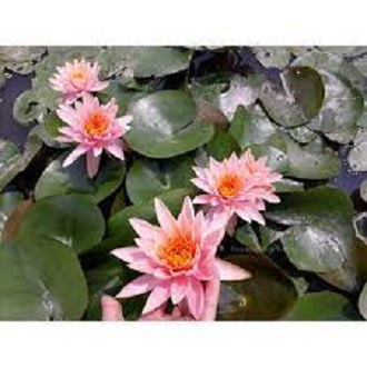 Củ hoa súng Thái nhiều màu