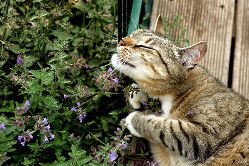 Hạt giống cây bạc hà mèo catnip 50 hạt