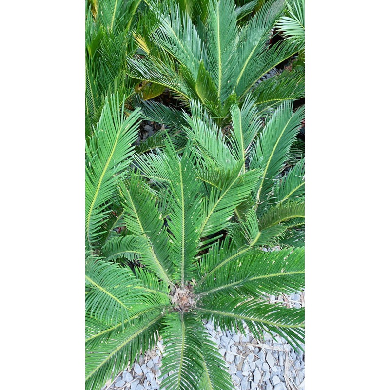 Cây Vạn Tuế Cao 60cm