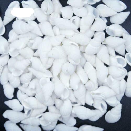 50 vỏ ốc mini trắng trang trí.
