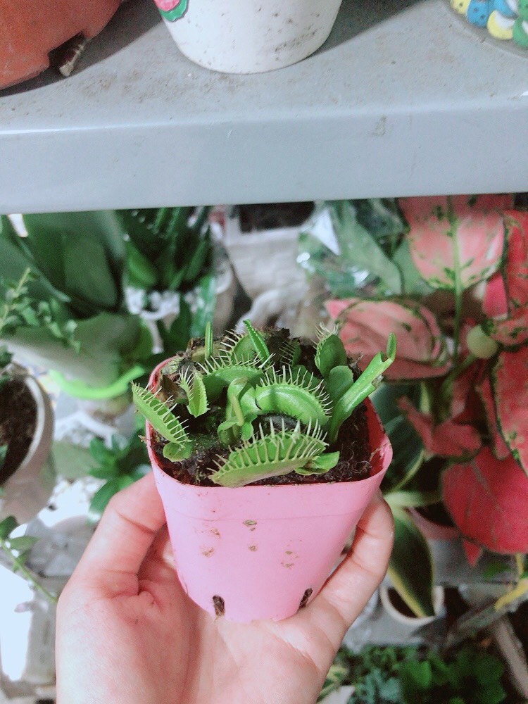 Chậu Cây Bắt Mồi