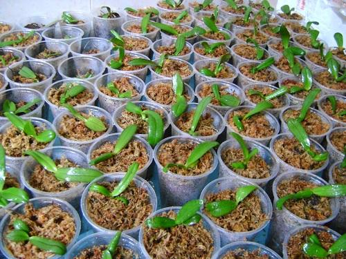 Chậu trồng lan cấy mô MUA 100 TẶNG 13 MIỄN PHÍ