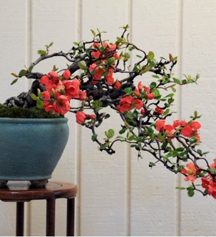 Hạt giống hoa Mai lùn đỏ
