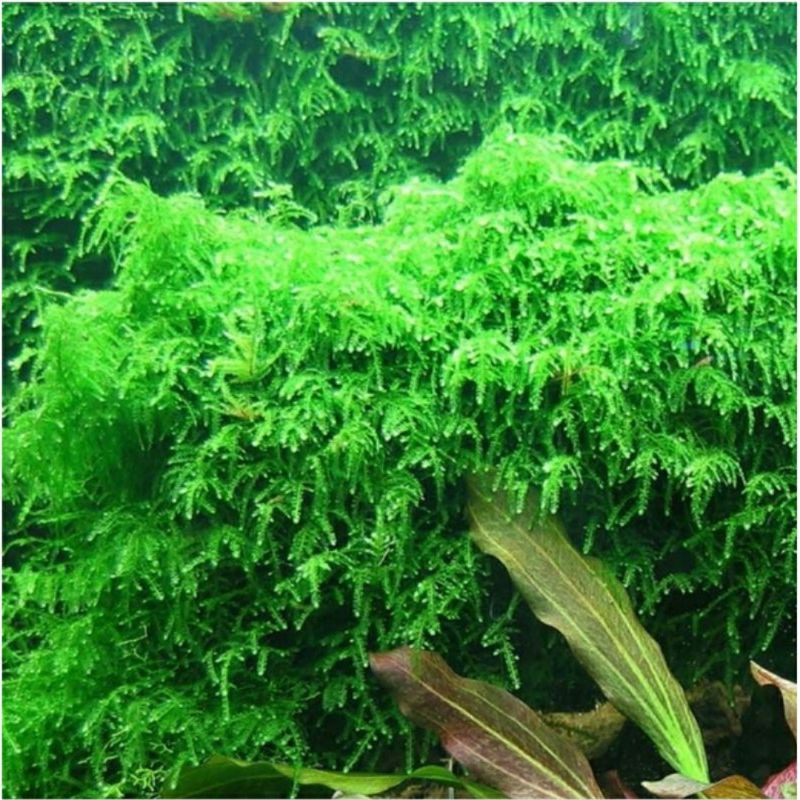 Rêu weeping sin - rêu thuỷ sinh - dễ trồng không cần co2