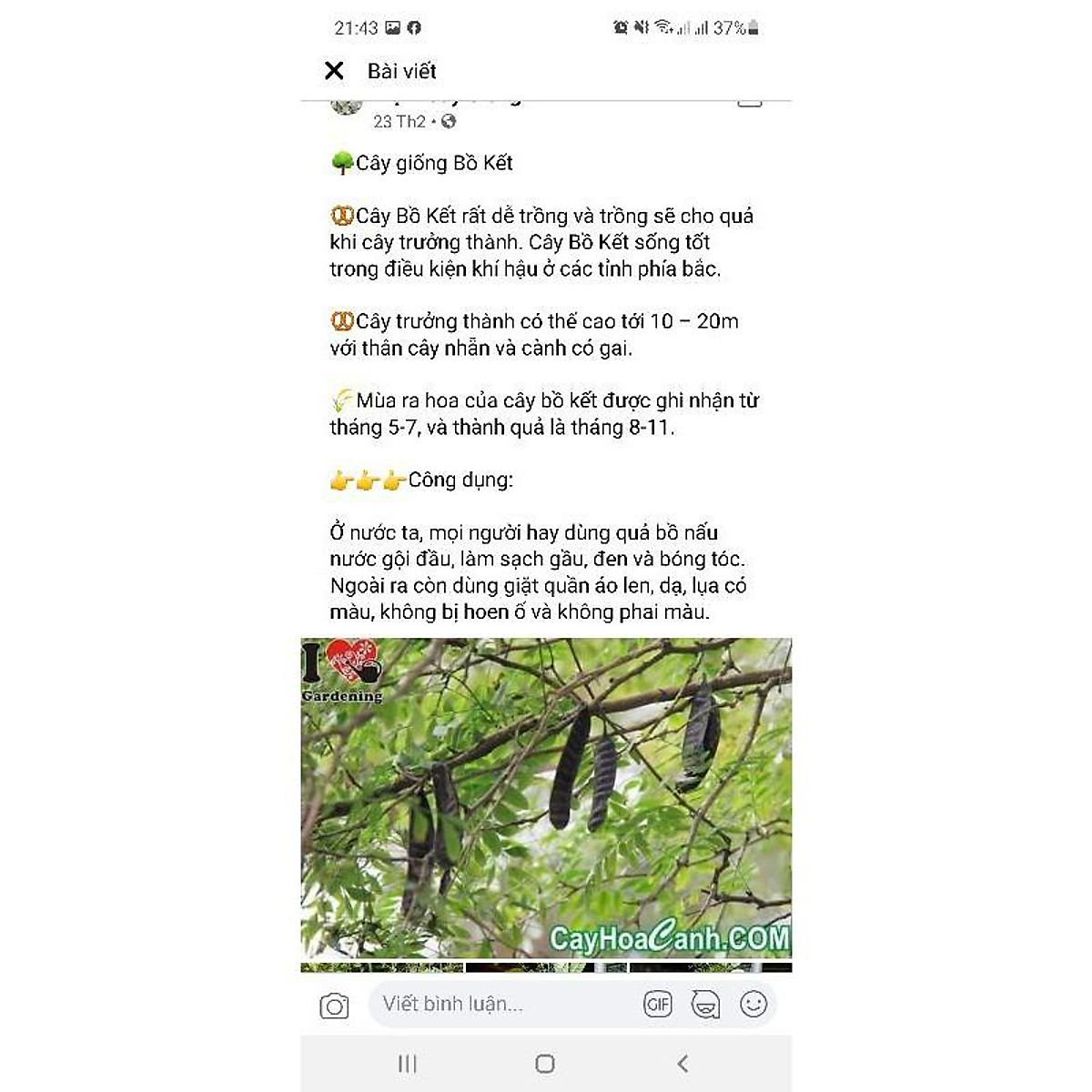 cây giống bồ kết kết
