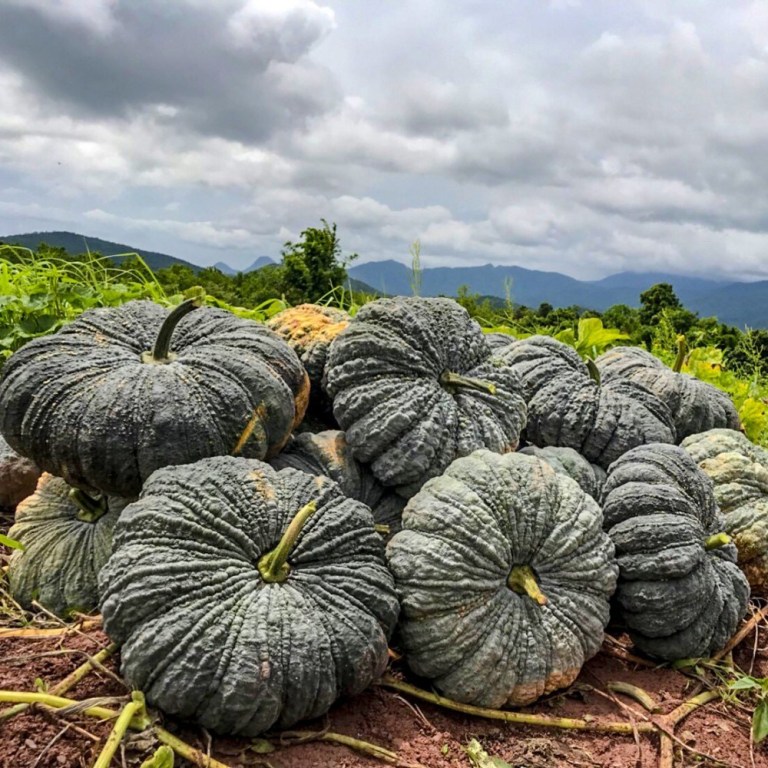 Hạt giống bí đỏ Da Cóc - bí ngô Da Cóc F1 VTS140 | Vạn Tín Store