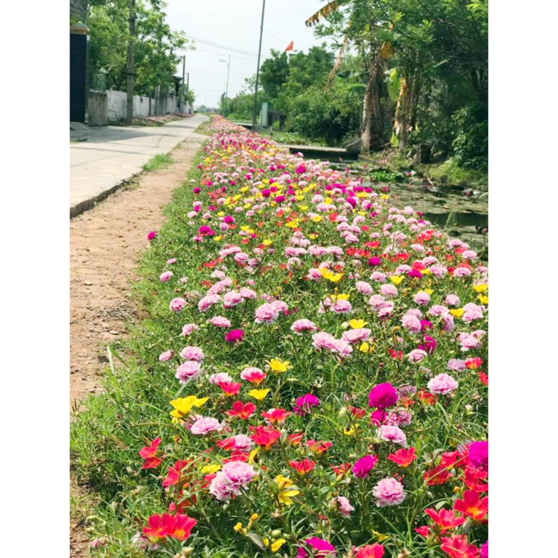 100 Hạt giống Mười giờ mix (tặng Kích nẩy mầm, Hướng dẫn ươm)