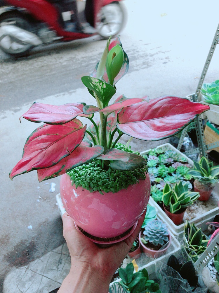Chậu Vạn Lộc Hồng