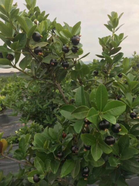 Cây Cherry Brazil 🇧🇷.