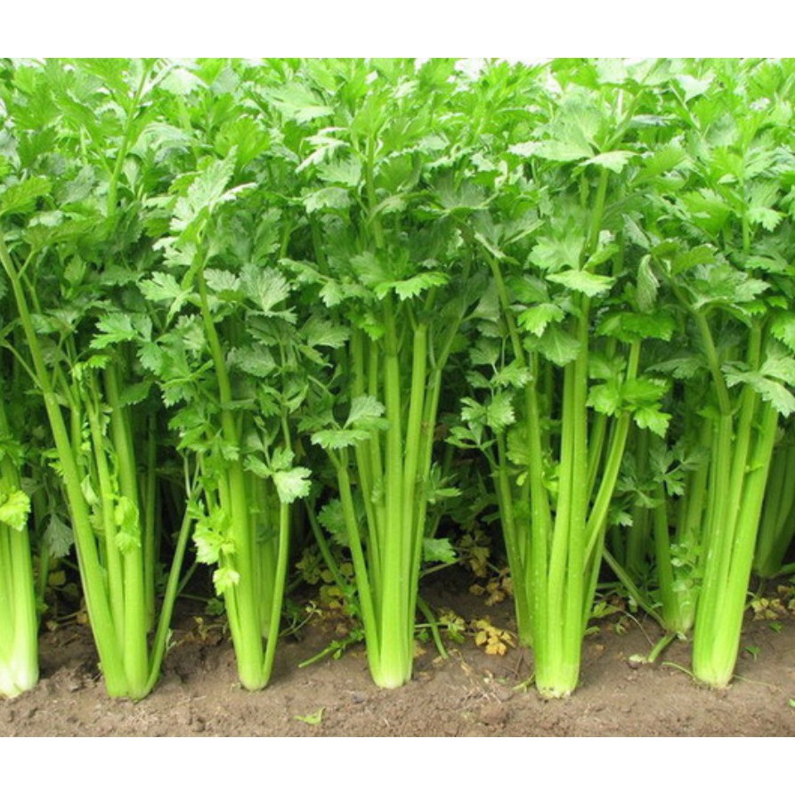 Hạt Giống Cần Xanh Pascal Sen Vàng Gói 2Gram