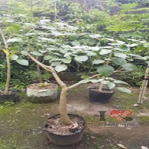 Cây muồng osaka hoa đỏ