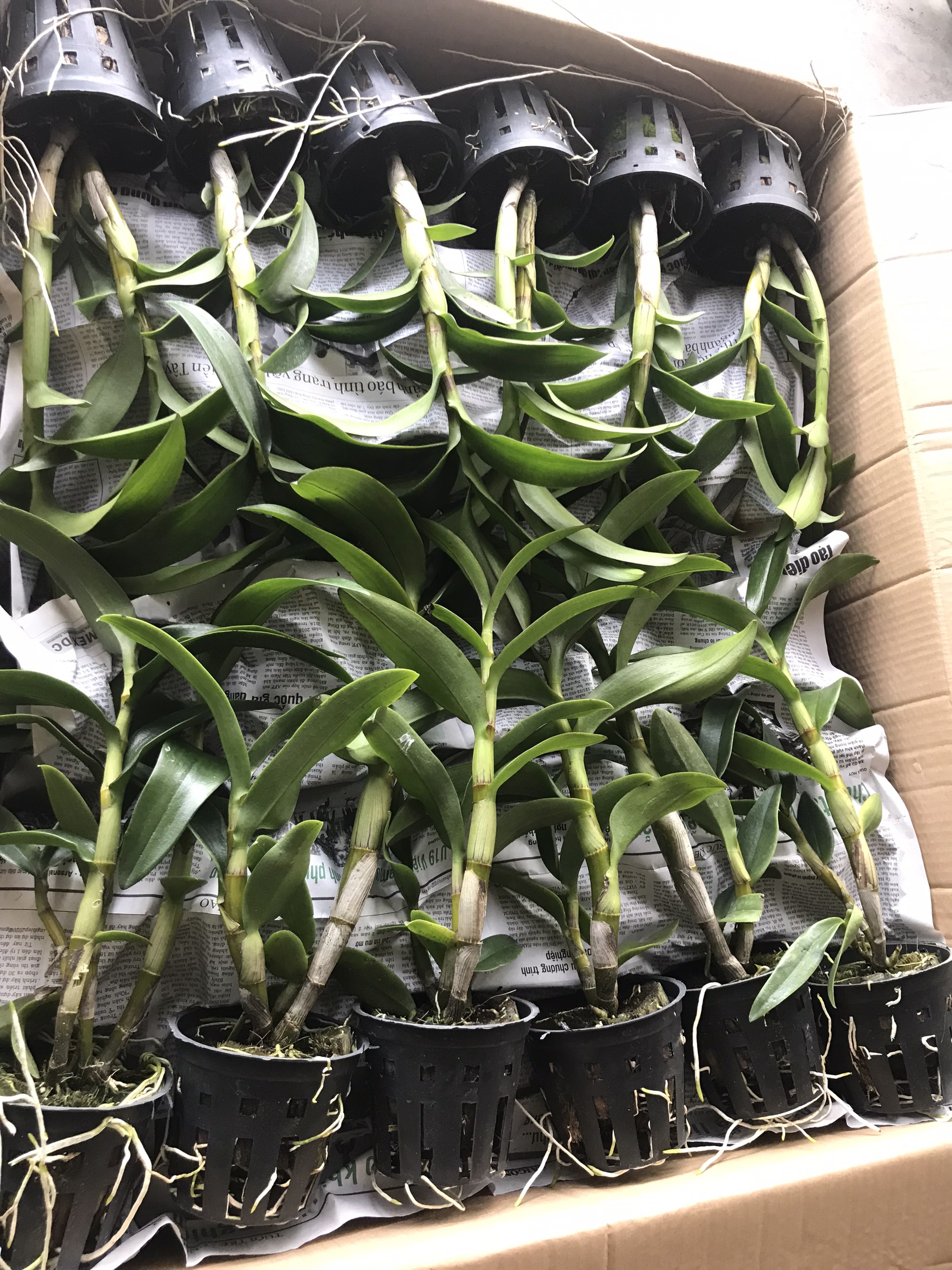 Denrro nắng xưa huyết long