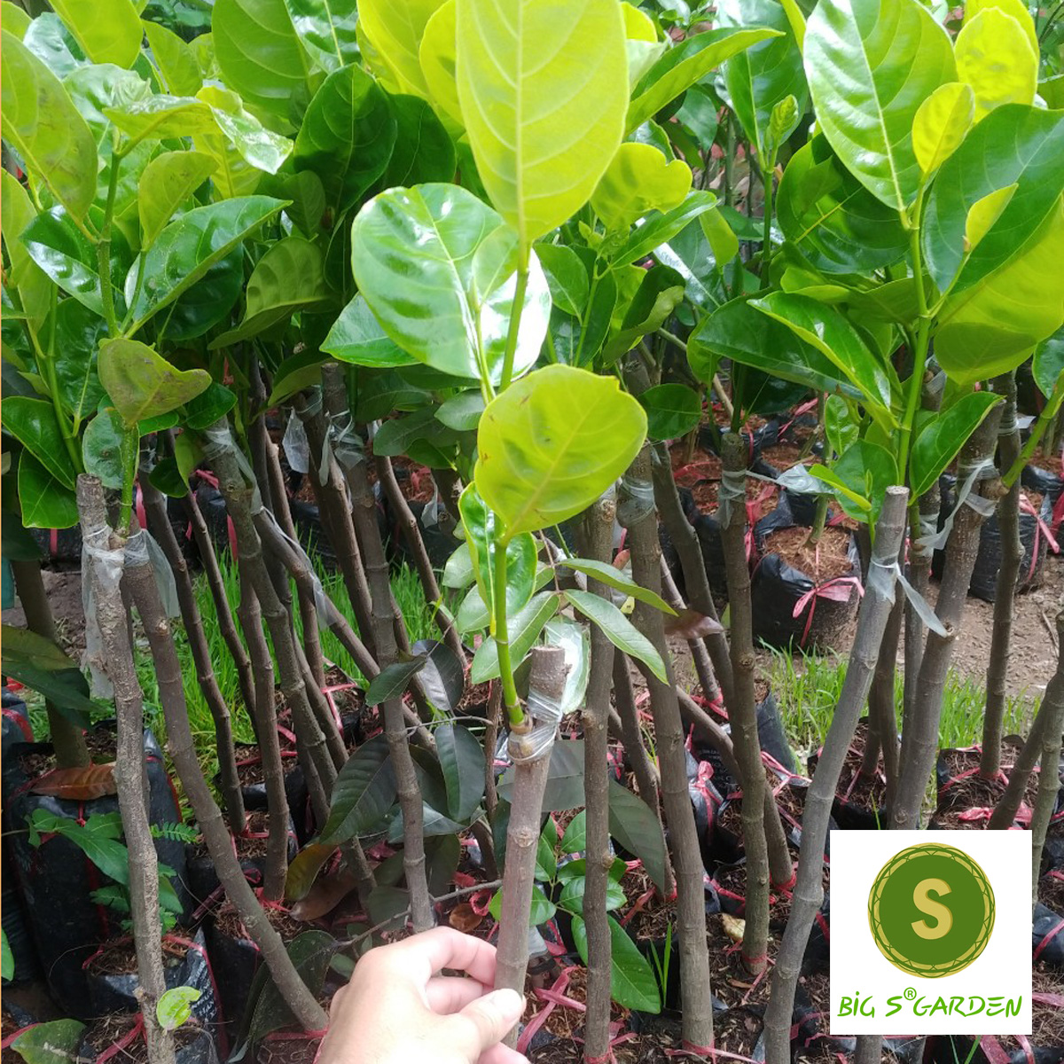 CÂY GIỐNG MÍT KHÔNG HẠT BA LÁNG , cây đẹp giá cực rẻ