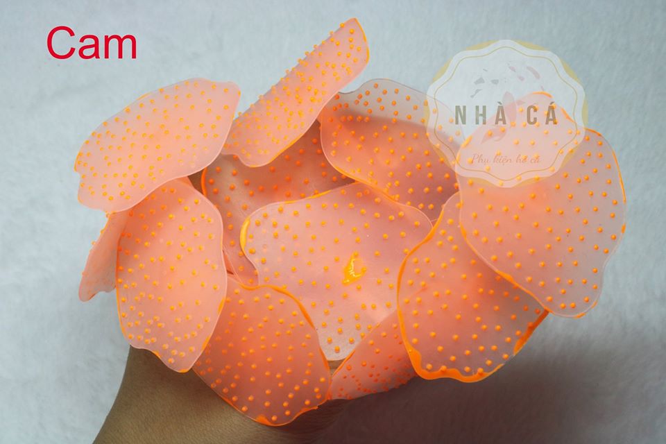 HẢI QUỲ DẠ QUANG - PHỤ KIỆN TRANG TRÍ HỒ NƯỚC MẶN - HỒ CÁ CẢNH - THỦY SINH