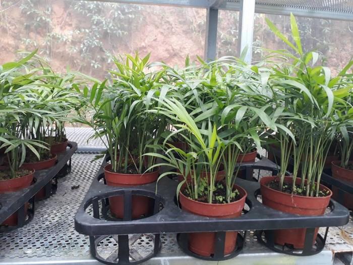 Cau Tiểu Trâm - Chậu Cây Phong Thủy