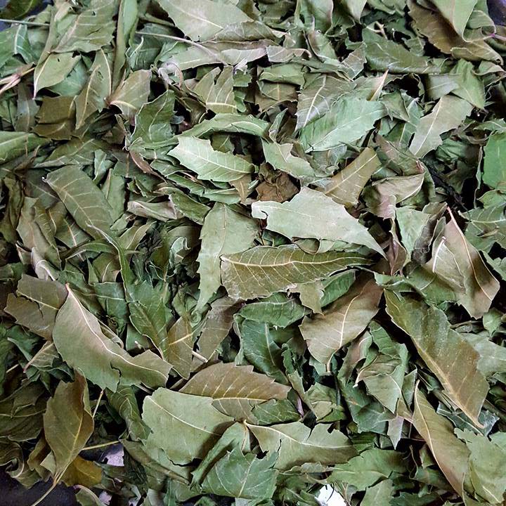 [Túi lớn loại 500gram] Lá neem ấn độ sấy khô 500g - Thảo Dược Tấn Phát