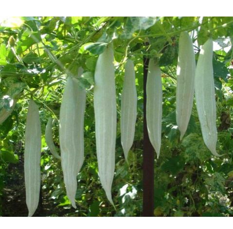 Hạt giống khổ qua tây - gói 10 hạt