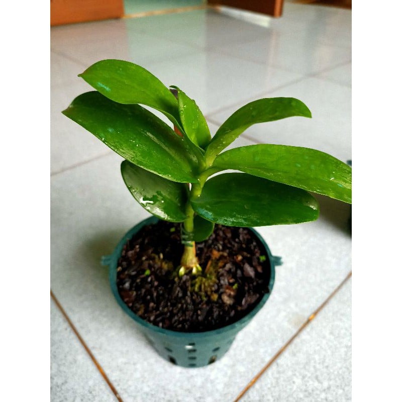 Cây giống Lan Giả Hạc Lưỡi Nhung