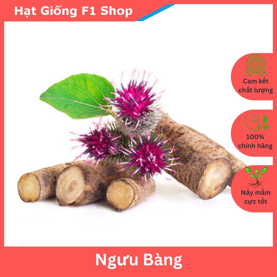 Hạt Giống Ngưu Bàng Thảo Dược (270.F1)