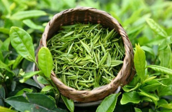 [Lốc 6] Chai Nước Trà Xanh Không Độ 455ml