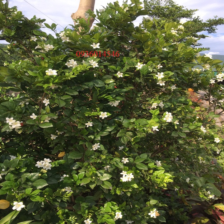 Cây hoa Nguyệt Quế ( Cây giống)
