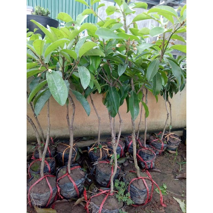 GIỐNG CÂY HỒNG XIÊM XOÀI (GIỐNG GHÉP MAU TRÁI)