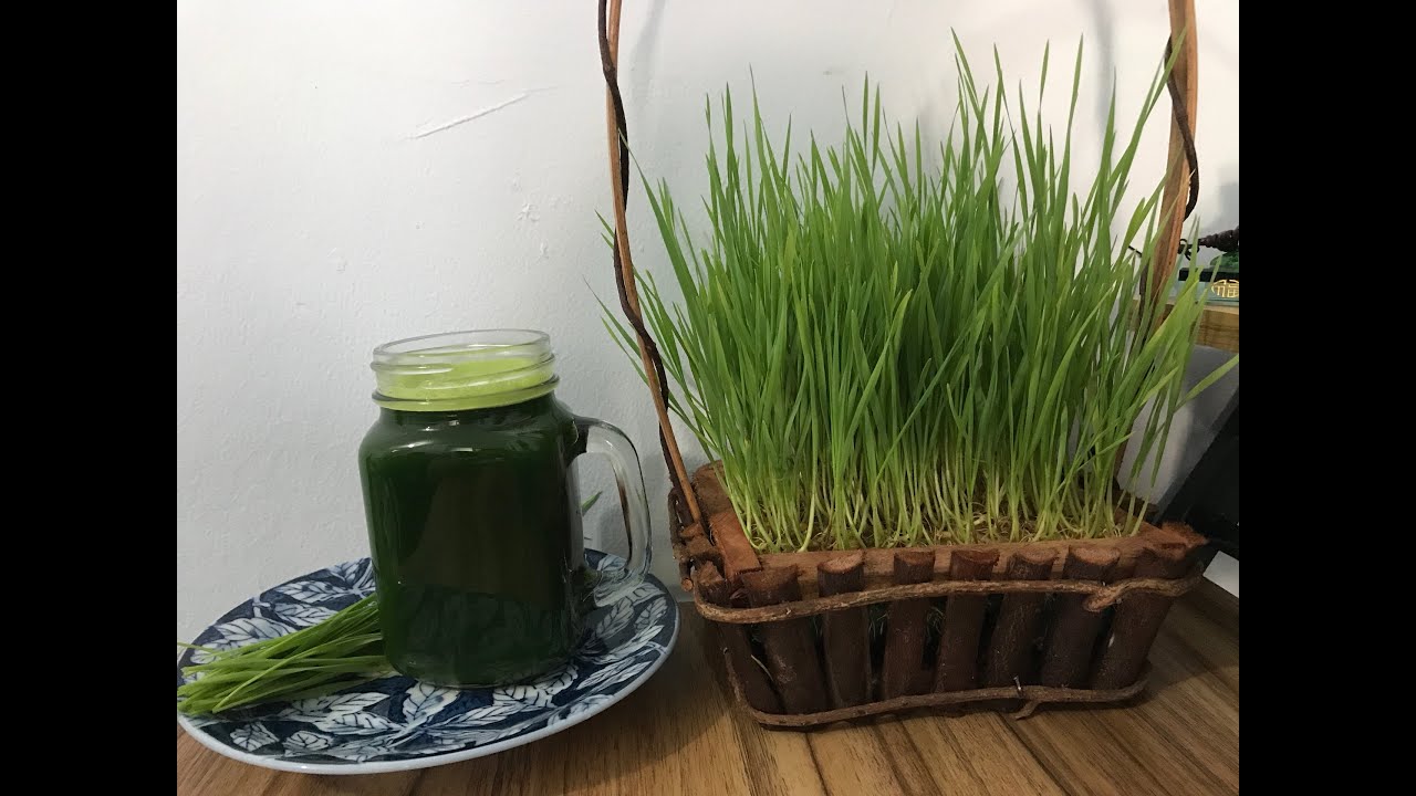 1KG - HẠT GIỐNG CỎ LÚA MÌ( LÚA MẠCH) - CỎ MÈO