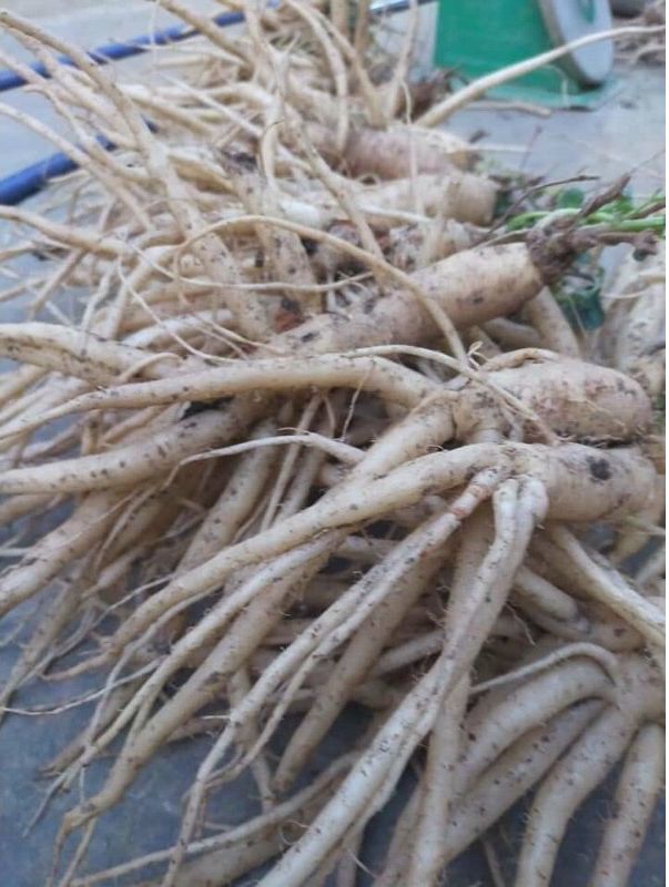 Sâm dây tươi Ngọc Linh - Kon Tum hút chân không nâng cao sức khỏe