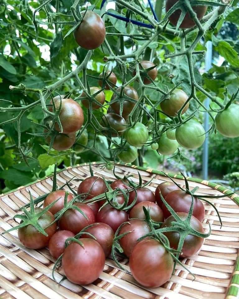 50h Hạt Giống Cà Chua Chocolate - TaNe Garden