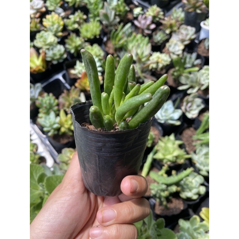Sen Đá Ống Điếu 5cm