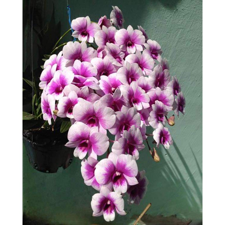 cây giống hoa lan dendro cao 10-20cm