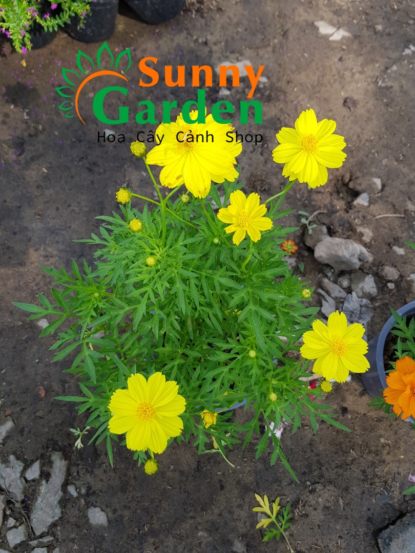 Hoa Cúc Sao Nhái ( Hoa Cánh Bướm) - Chậu Hoa