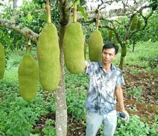 CÂY GIỐNG MÍT TRÁI DÀI MALAYSIA