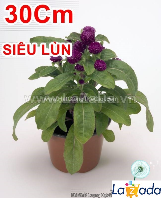 0.5GR 200.HẠT Hạt Giống Hoa Cúc Bách Nhật Siêu Lùn Mix (KD| -KD: B26*V72)