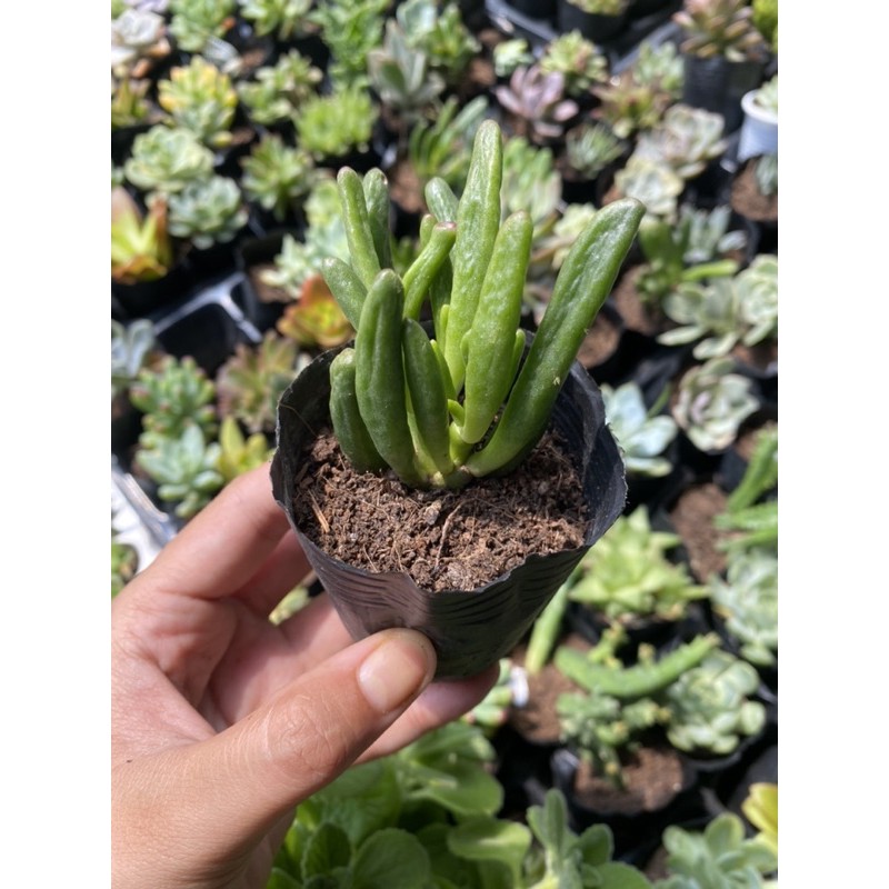 Sen Đá Ống Điếu 5cm