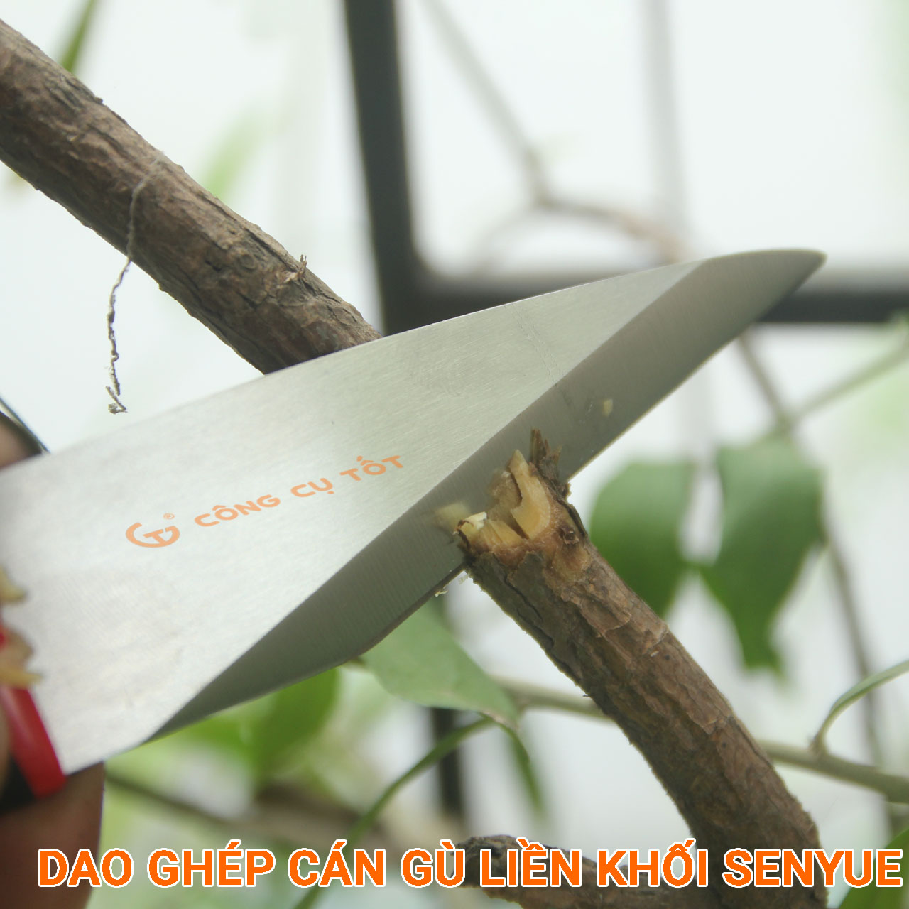 Dao ghép cành cây chuyên dụng cán gù