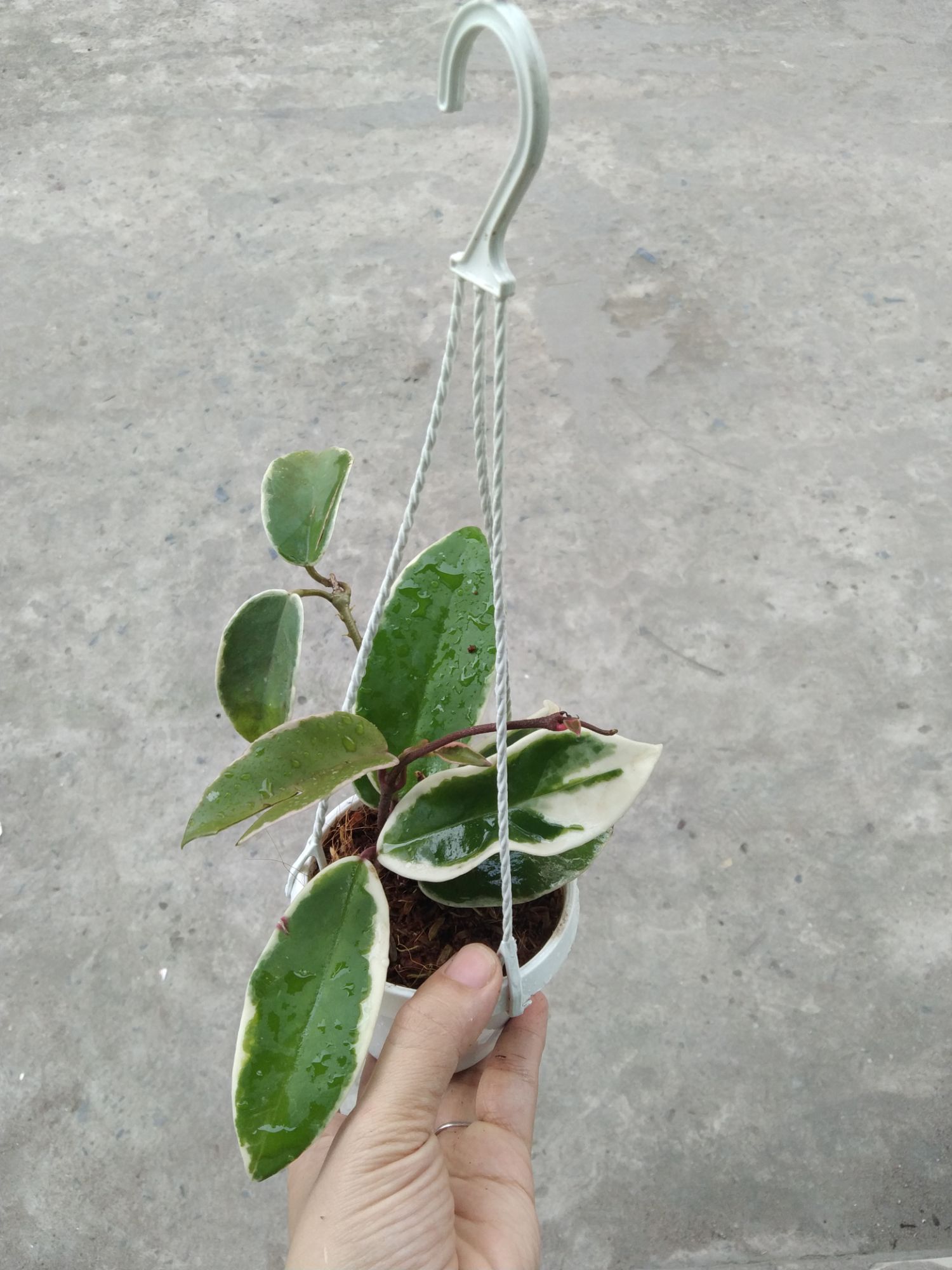 Cẩm cù lá cẩm thạch giống