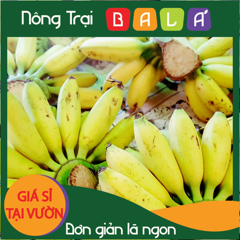 HCM - Chuối cau Giá tại vườn (Nải) - [Giao nhanh TPHCM]