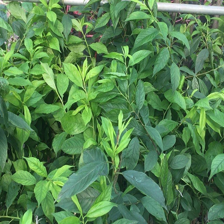 2 Cây giống Mận hậu - C101